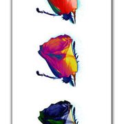 01_Color_roses